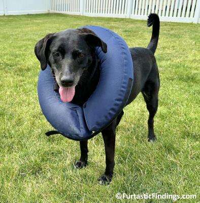 Bumper Collars Are Special Devices That Help Prevent Your Dog From Escaping By Blocking Their Ability To Squeeze Through Gaps In Your Fence