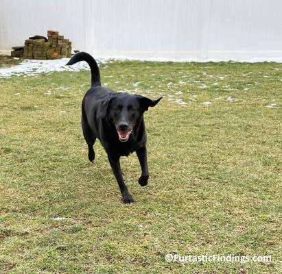 Coyote Vests For Dogs Are Designed To Protect Your Pup From Predators While They Are Outdoors