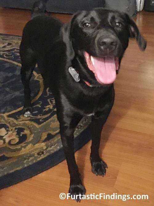 A Halo Harness Is A Harness Your Dog Wears That Gently Guides Your Pup Away From Obstacles, Preventing Painful Collisions