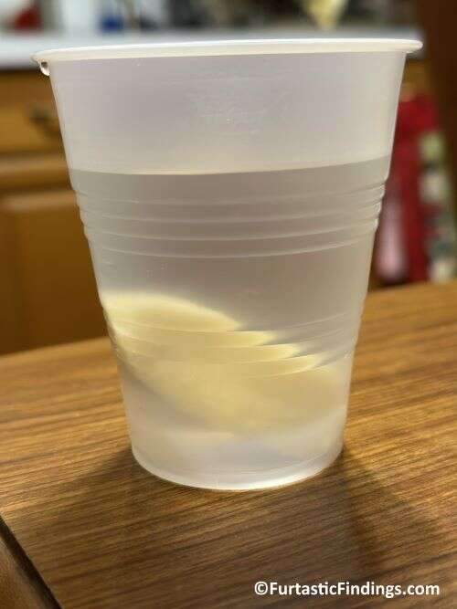 Himalayan Dog Chew Soaking In Water