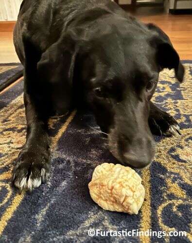 Our Dog Sniffing Her Himalayan Chew Puff