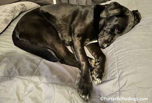 Calming Music For Dogs With Anxiety Is An Option You Can Use To Help Calm Your Pup When They Are Exhibiting Signs Of Stress And Anxiety