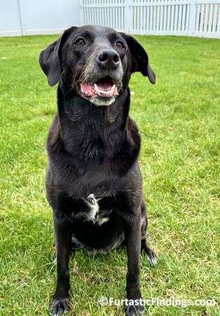 The Canine Good Citizen Program Tests Dogs On Basic Obedience And Good Manners