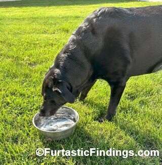 Cleft Palate In Dogs Is A Birth Defect That Affects The Way Your Dog Eats And Drinks