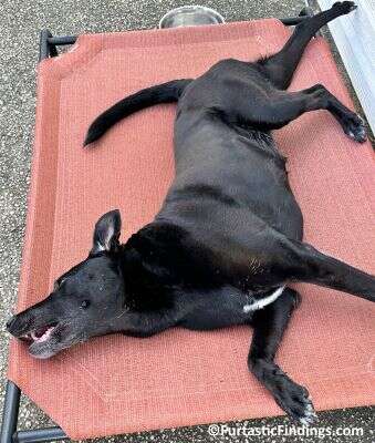 Dog Chiropractic Care Focuses On Aligning The Spine And Joints To Enhance Mobility And Relieve Pain