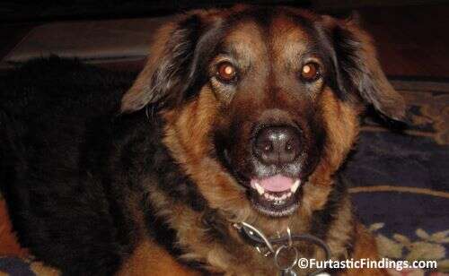 Canine Eyesight Is Different From Ours But Well Adapted To Suit Our Dog’s Needs