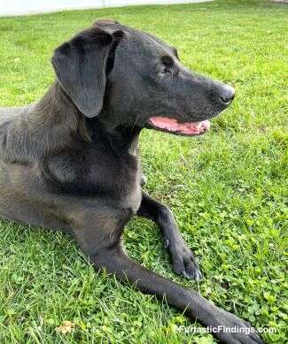 Cushing’s Disease In Dogs Is A Condition That Affects Cortisol Levels In The Body