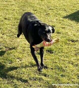 Elbow Dysplasia Is A Painful Joint Condition That Affects Many Dogs, Especially Large Breeds