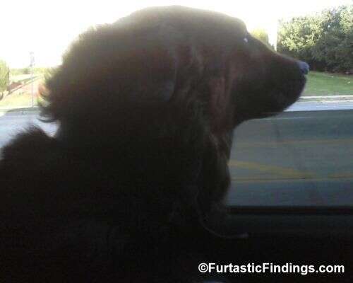 Dog Helmets Offer An Extra Layer Of Protection When Out With Your Dog On Adventures