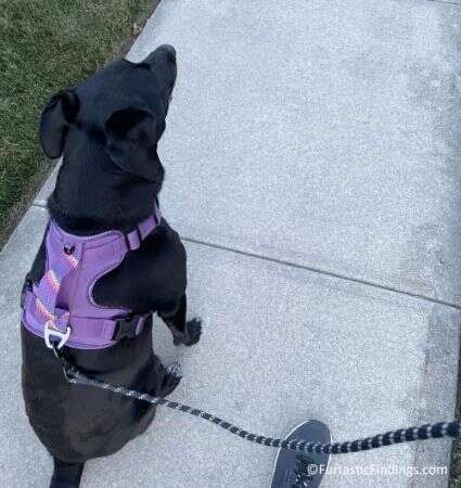 A Chew-Proof Leash Can Allow You To Take Your Dog For A Nice Walk Without Worrying That Your Dog Will Run Away On Your Adventures Due To Them Chewing Through It