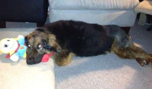 Magnet Therapy Offers A Non-Invasive Approach To Managing Pain And Promoting Healing In Dogs